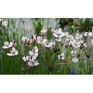  Flowering Rush 20 Seeds   Butomus   Aquatic Patio, Lawn 