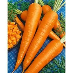 Carrot Seeds Pack, Danvers 126