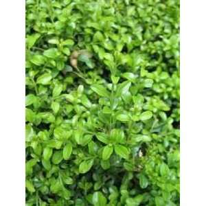   Littleleaf Boxwood   Full Flat of 18 Plants Patio, Lawn & Garden