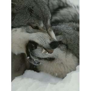  The Alpha Male Gray Wolf, Canis Lupus, Dominates the Omega 