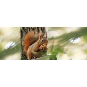  Animated Squirrel Bookmark By Emotion Gallery Everything 