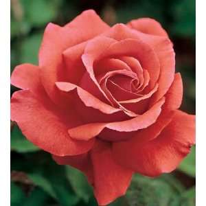  Fragrant Cloud Rose Seeds Packet: Patio, Lawn & Garden