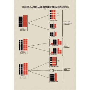 Vinous Lactic and Butyric Fermentations 12x18 Giclee on canvas:  