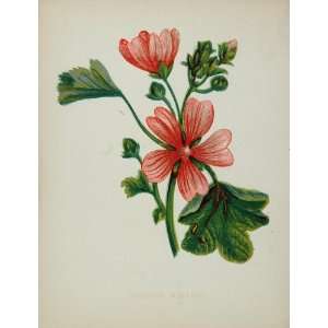   Print Common Mallow Malva Sylvestris   Original Print