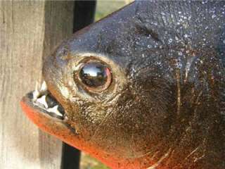 BIG XXL Piranha Fish MOUNT Taxidermy  w/TEETH Unique  