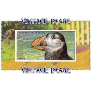   35 x 3.8cm) Gloss Stickers Bird Puffin Vintage Image