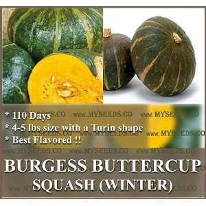  1 oz (140+) BURGESS BUTTERCUP Squash seeds BEST FLAVOR ~ 4 