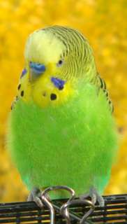 Budgie Parakeet Bird Keychain Key Chain  