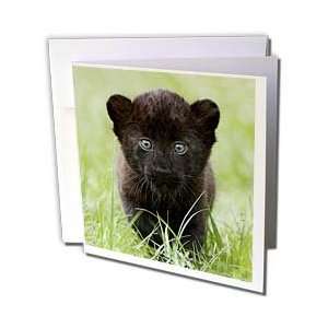Wild animals   Black panther Cub   Greeting Cards 6 Greeting Cards 