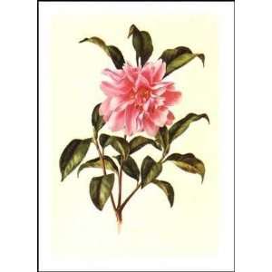  Camellia Poster Print: Home & Kitchen