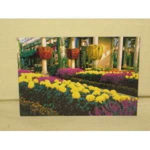 2001  Longwood Gardens  Post Card   Chrysanthemum Festival In The 