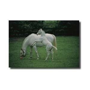  White Thoroughbred Mare With Foal Patchen Wilkes Farm 