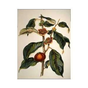  Foliage, Flowers Fruit II Poster Print: Home & Kitchen