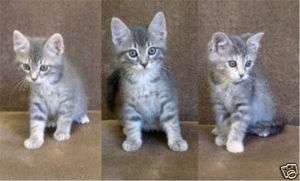 Kitten Pictures, Spring Kids,Spay/Neuter Rescue Charity  