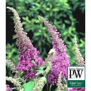  BUTTERFLY BUSH PEACOCK / 1 gallon Potted: Patio, Lawn 