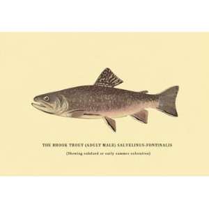  Exclusive By Buyenlarge The Brook Trout (Showing Subdued 