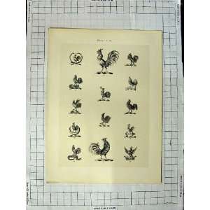   Plate Of Heraldry Crests C1790 C1900 Cockerels Birds