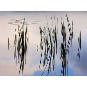 Lily pads and cattails grow in Gilson Pond, Monadanock State Park, New 