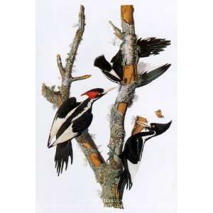  Ivory Billed Woodpecker