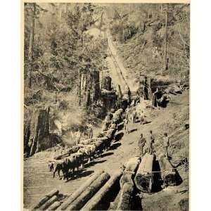 1894 Wild Bills Logging Team Mendocino County CA Print 