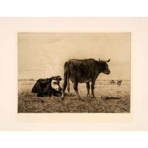 1898 Etching Pieter Storenbeker Art Cattle Cows Meadows Agriculture P 