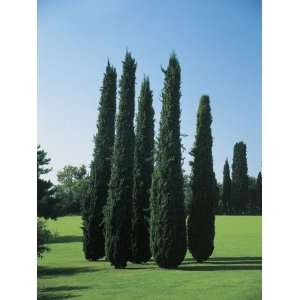  Mediterranean Cypress Trees on a Landscape (Cupressus Sempervirens 