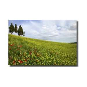 Cypress Trees Above Field Of Poppies Tuscany Italy Giclee Print