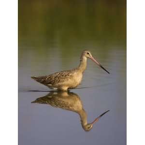  Marbled Godwit Foraging in Water, Limosa Fedoa, North America 