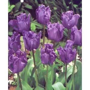   Parrot Tulip 10 Bulbs   EXOTIC   CLEARANCE SALE Patio, Lawn & Garden