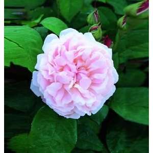   : Redoute (Rosa English Rose)   Bare Root Rose: Patio, Lawn & Garden