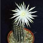Echinopsis mirabilis rare flowering nocturnal cactus seed cacti agave 