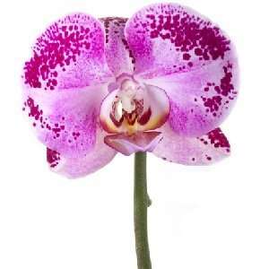  Enchanted Orchid Type home fragrance oil 15ml: Beauty