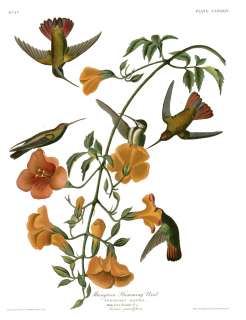 No. 184 Mangrove Hummingbird Havell Audubon Print  