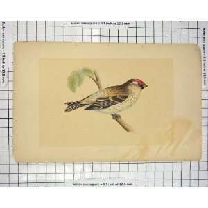  Morris 1851 Bird Ornithology Mealy Redpole