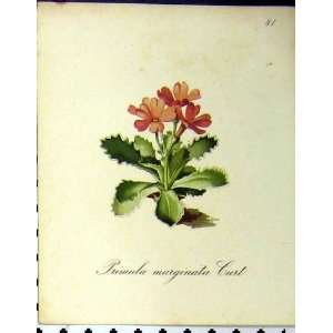 Primula Marginata Curt Alpine Plant 1879 Nature Print 