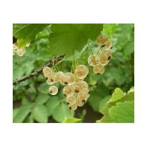   currant 3 seeds great for jams jellys and pies Patio, Lawn & Garden