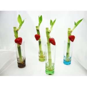  9GreenBox   Party Set of 4 Live Lucky Bamboo Plant 