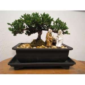Juniper Bonsai in a 8 imported Ceramic Pot Created By Abonsaiforyou 