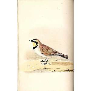  Shore Lark Meyer H/C Birds 1842 50