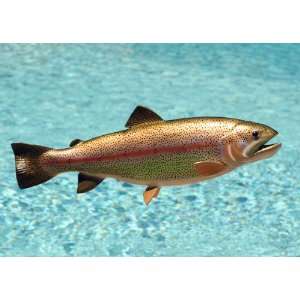   Quality 18 Fiberglass Rainbow Trout Fish Mnt