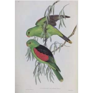 John J Gould   Red Winged Lory Parrot #18 13 x 19 inch Birds of 
