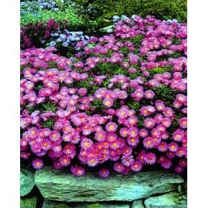  Purple Dome Fall Blooming Perennial Aster Potted  Hardy 