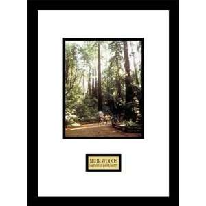   By Pro Tour Memorabilia Muir Woods National Monument: Home & Kitchen