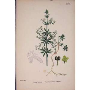  Corn Bedstraw Flower Plant Colour Antique Print 187