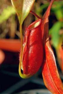 Nepenthes gracilis   pitcher plant   10 seeds  