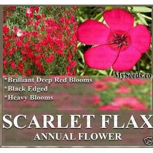   DEEP RED HEAVY BLOOMS Flower Seeds ~ Zone 3 10 ~: Patio, Lawn & Garden
