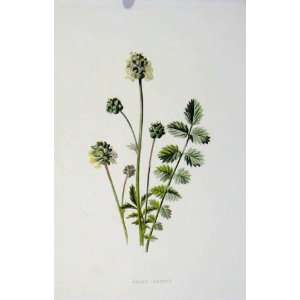   Art Old Print Salad Burnet Wild Flower C1883 Color: Home & Kitchen