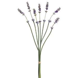  16 Lavender Bunch X5 Lavender (Pack of 12) Health 