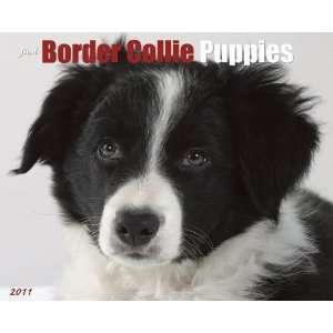  Just Border Collie Puppies 2011 Wall Calendar Office 