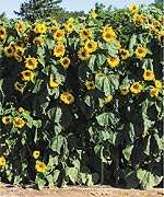 Annual KONG Sunflower Seeds   HUGE Tall OVER 20 feet  
